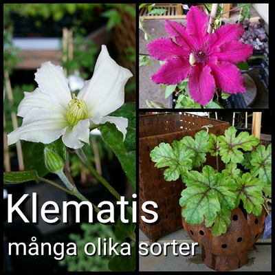 clematis_16_juni_400 clematis_16_juni_400