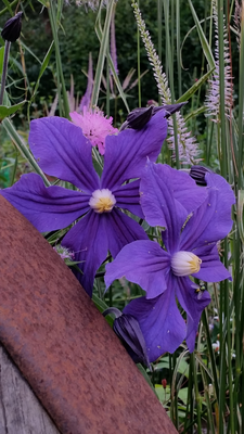 clematis_durandii_400 clematis_durandii_400