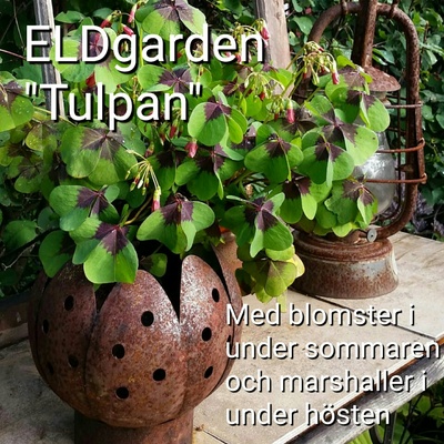 tulpan_mark_400 tulpan_mark_400