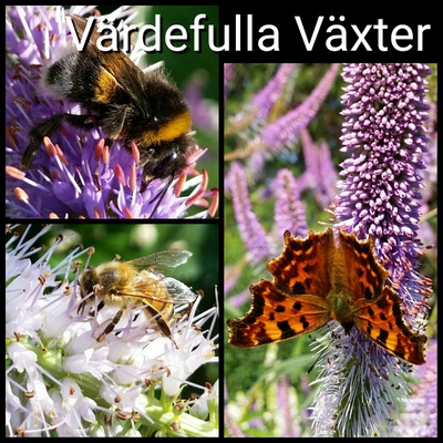 vrdefulla_vxter_400 vrdefulla_vxter_400